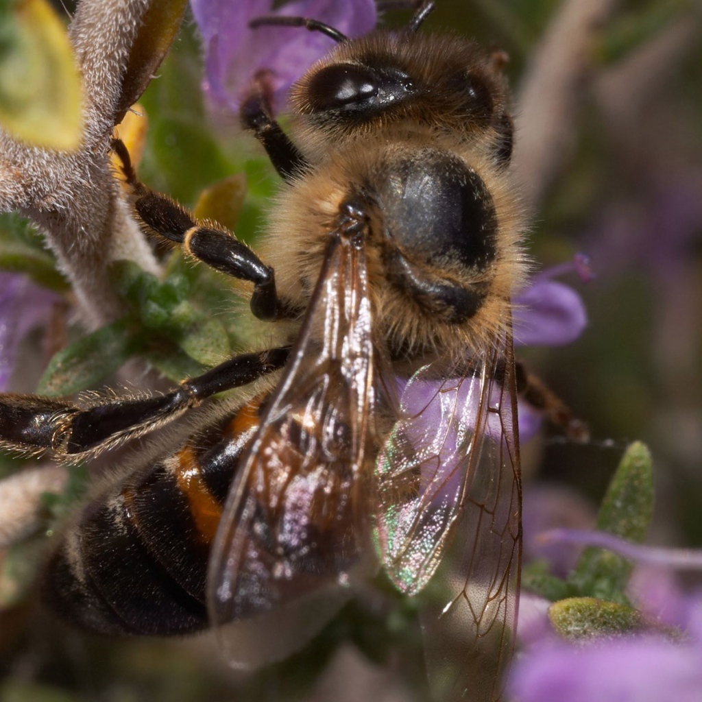 Пчела сидит на ветке