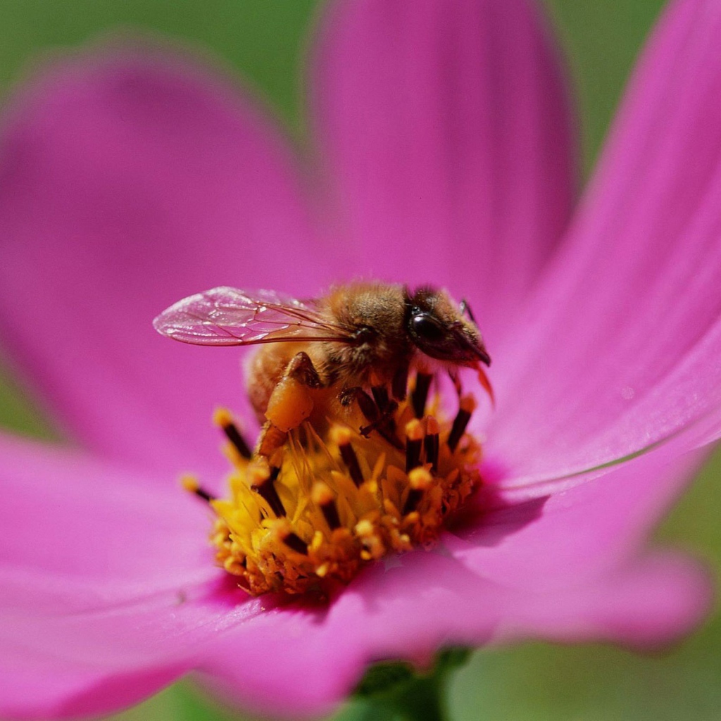 Пчела на цветке медоносе