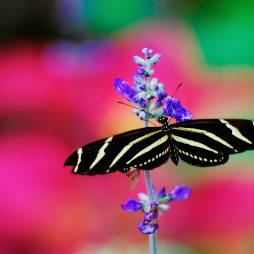 Черно белая бабочка