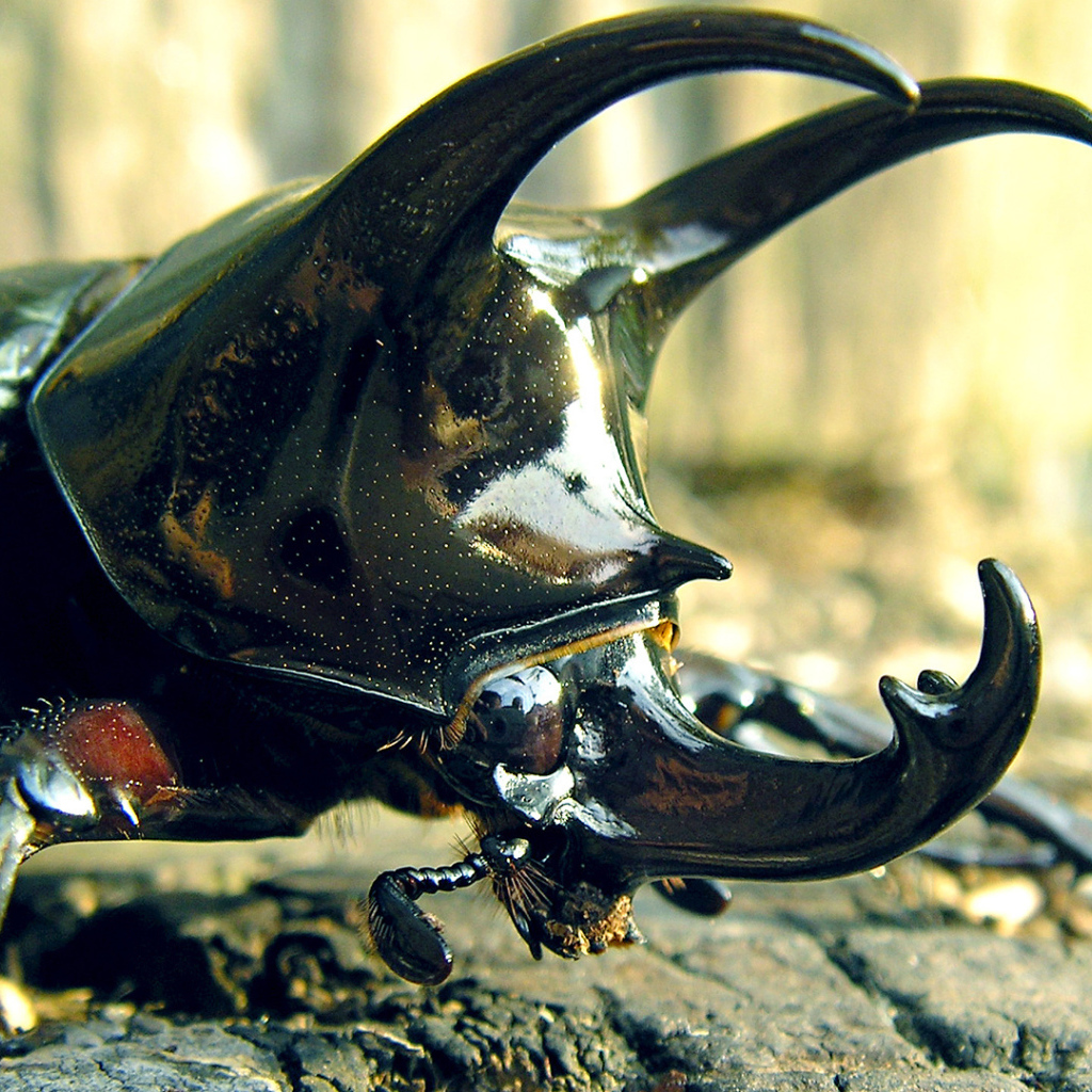 Большой рогатый жук