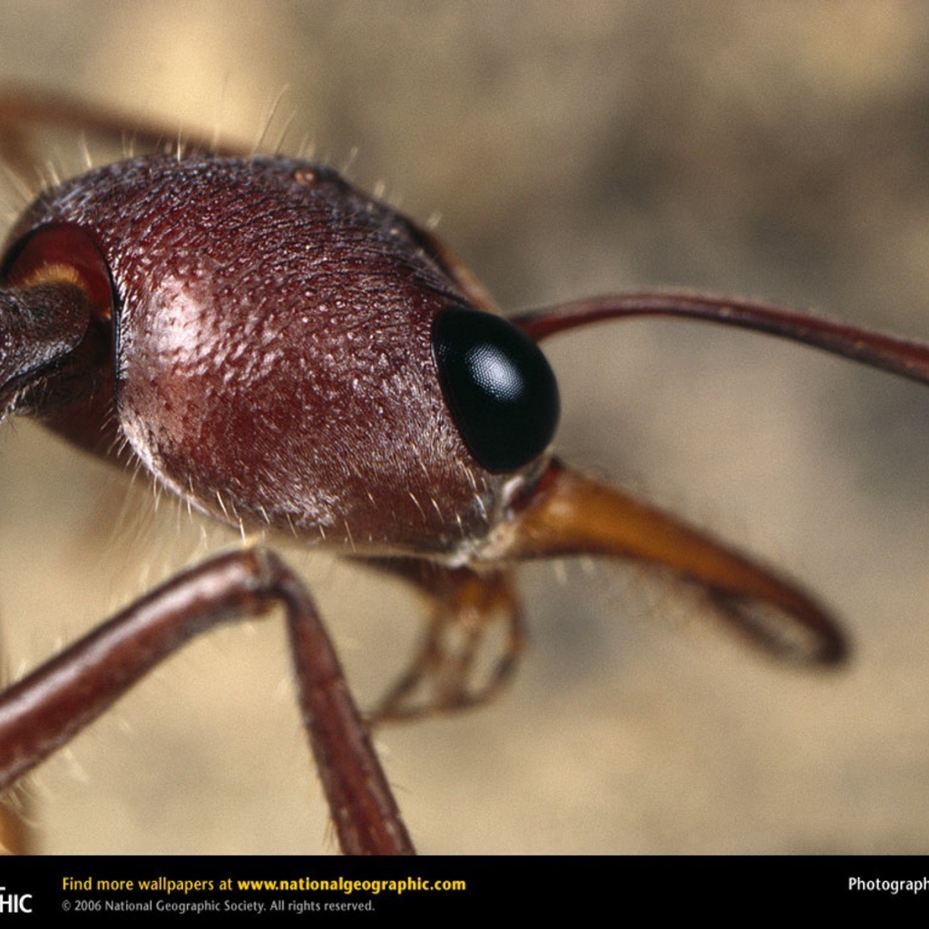 Голова муравья