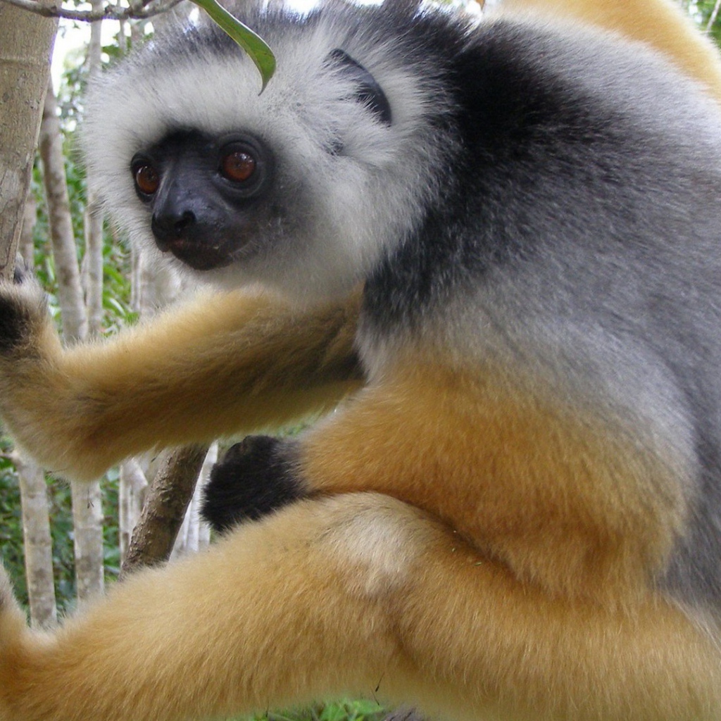 Обезьяна лезет на дерево