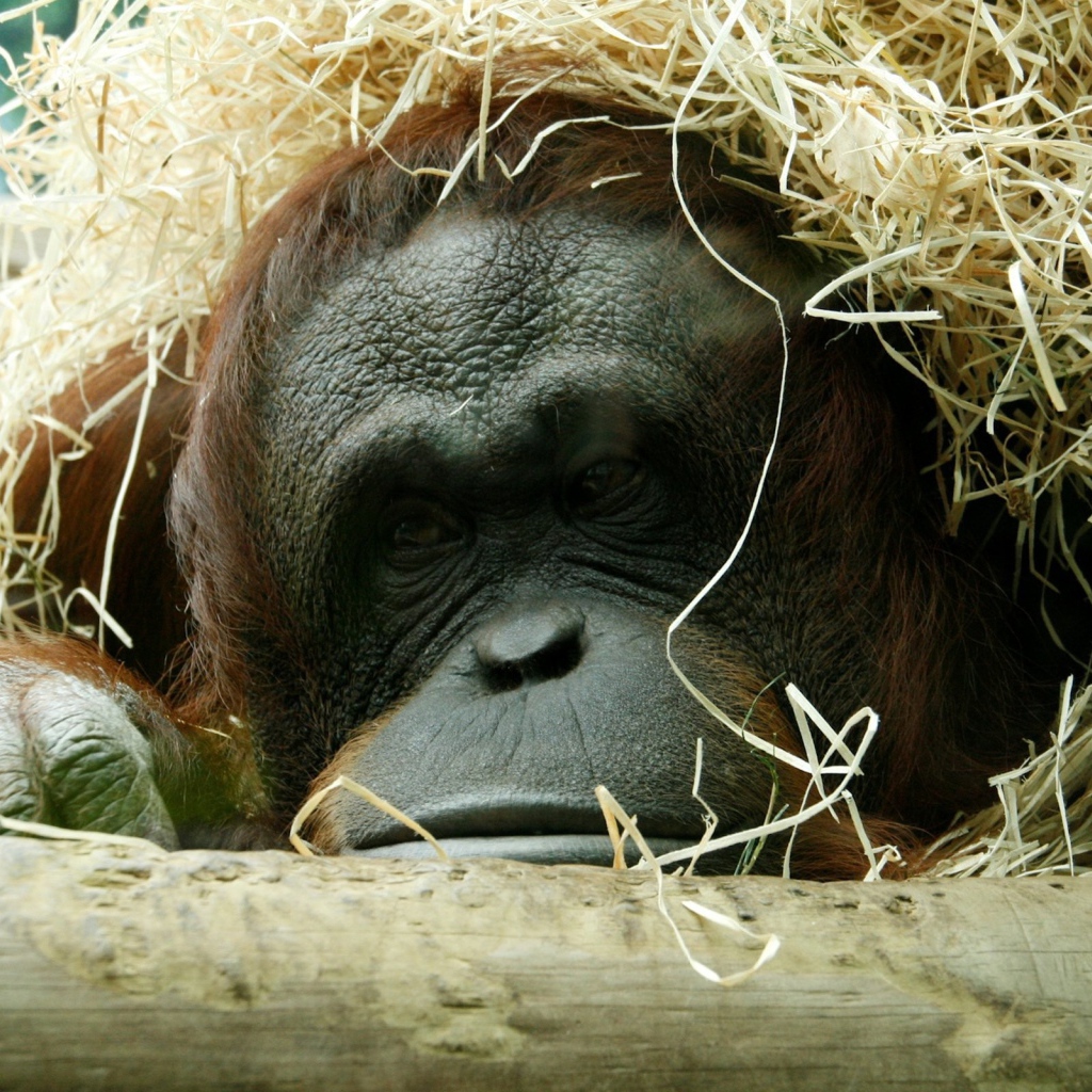 Горилла спряталась