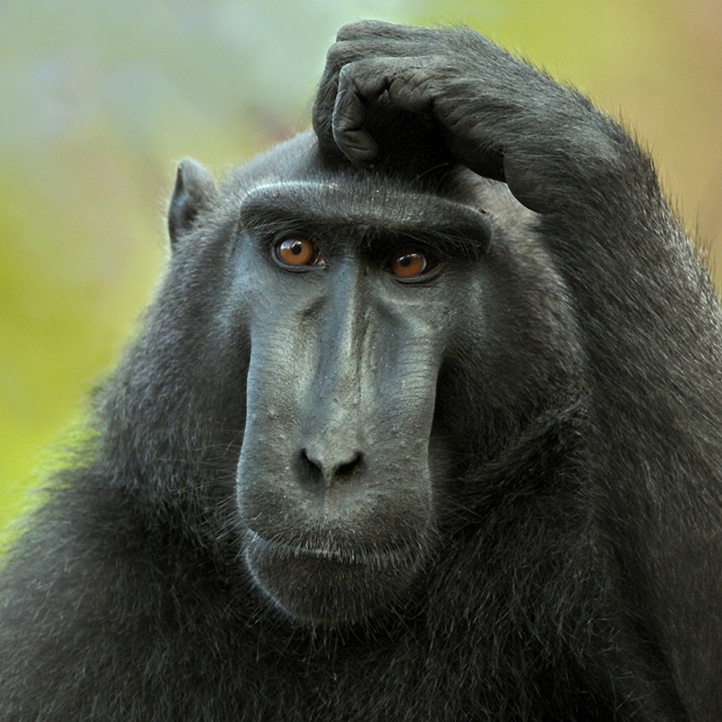 Обезьяна думает и чешет голову