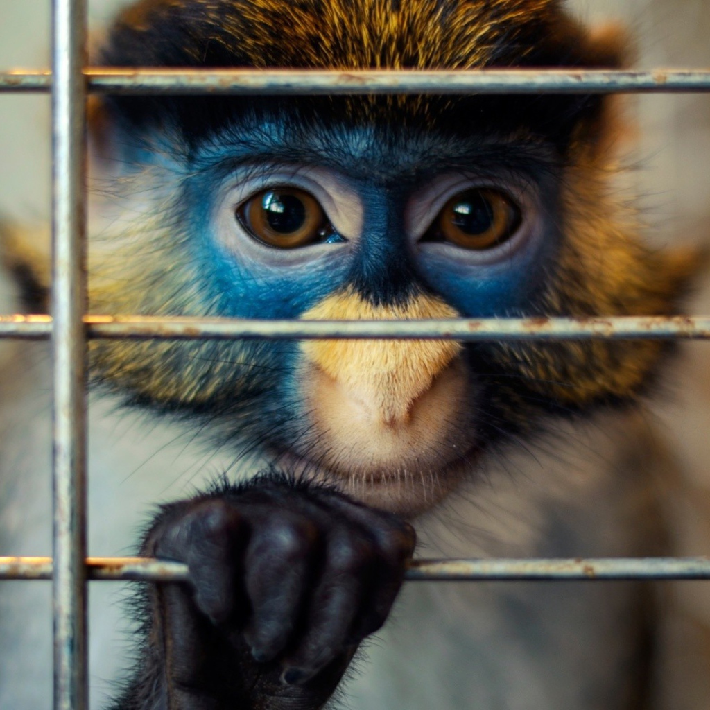 Обезьяна за решеткой