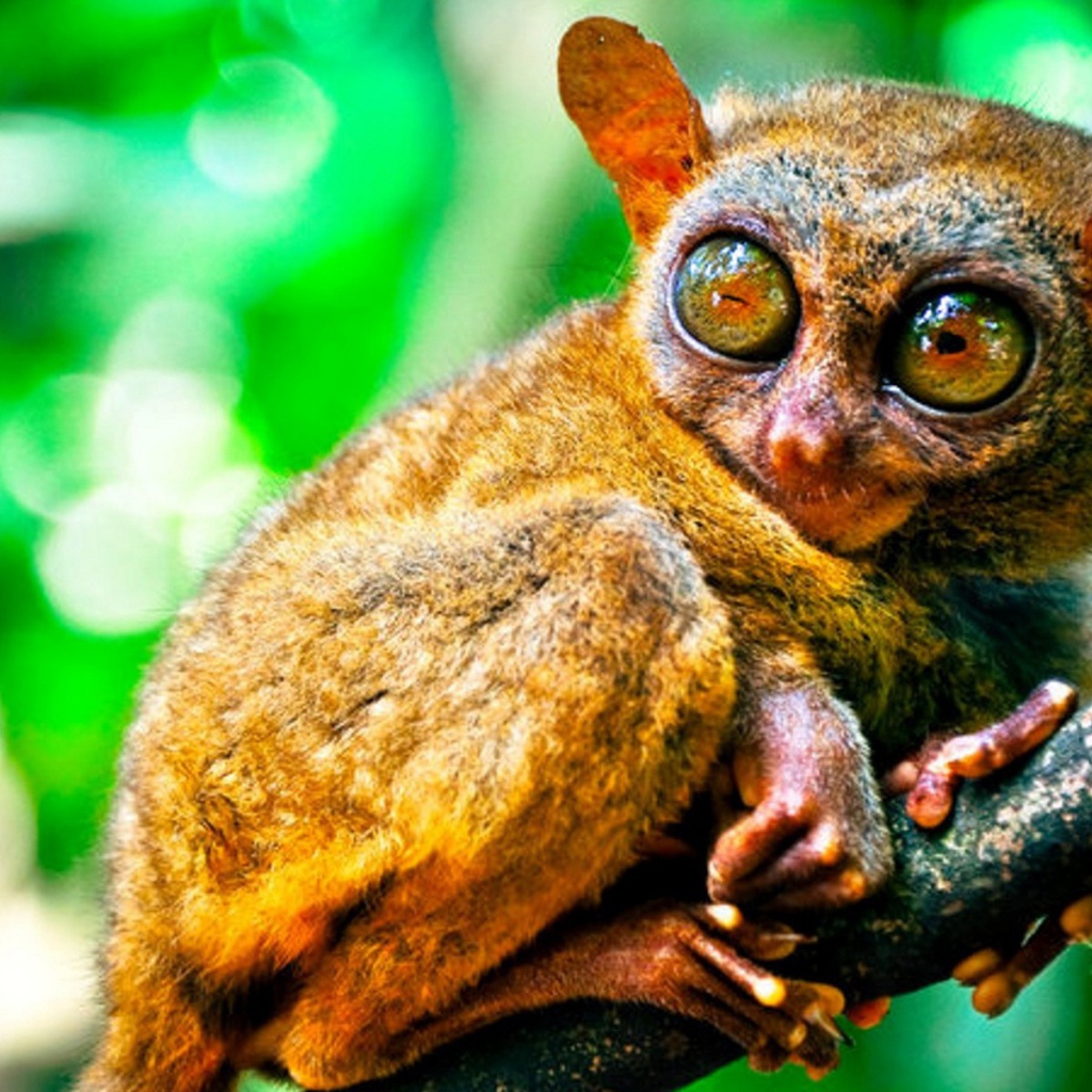 Животное из Малазии