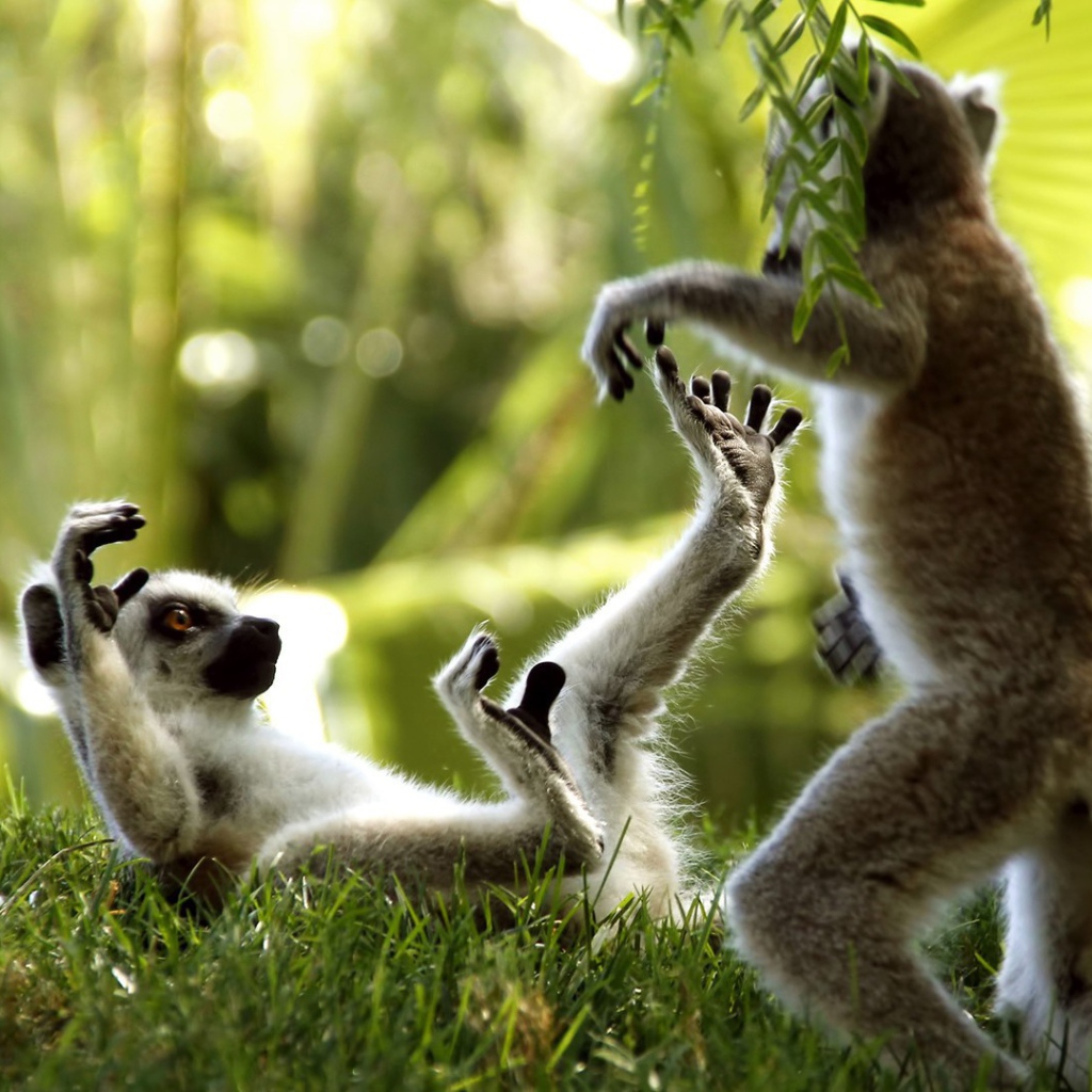 Лемуры играют