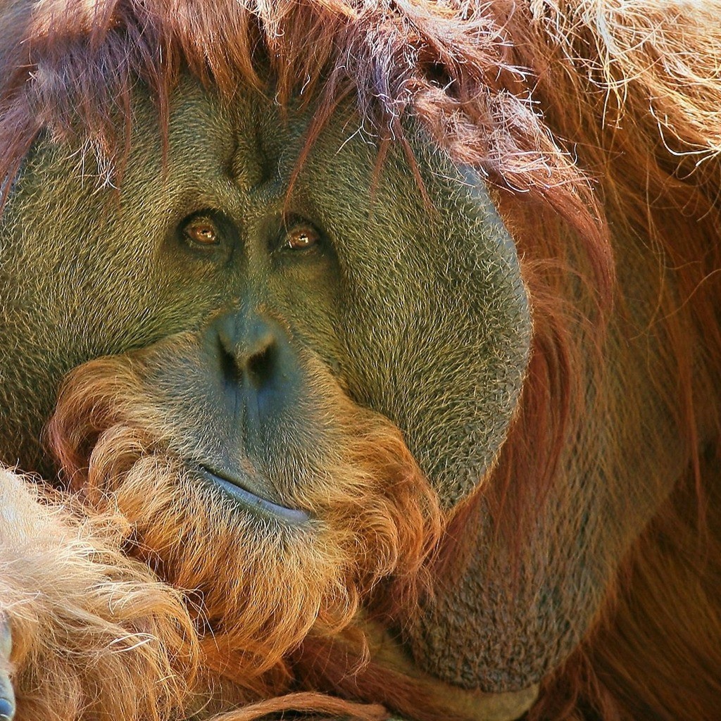 Взгляд обезьяны