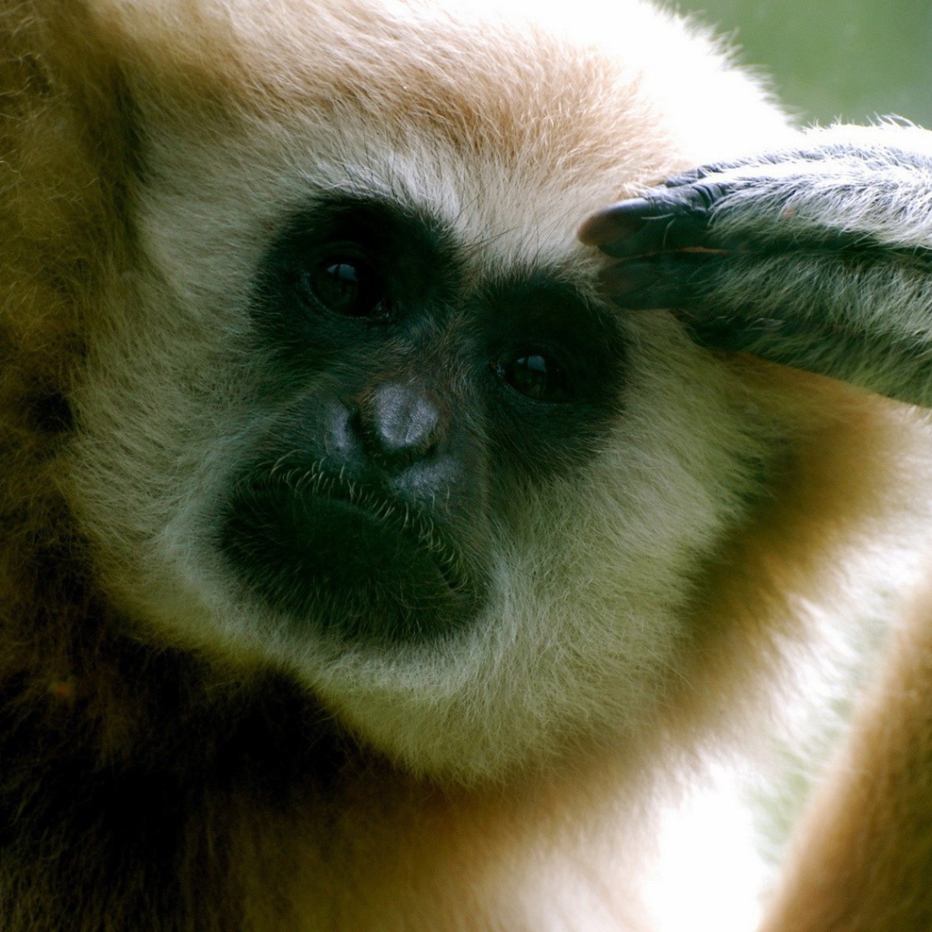 Обезьяна думает