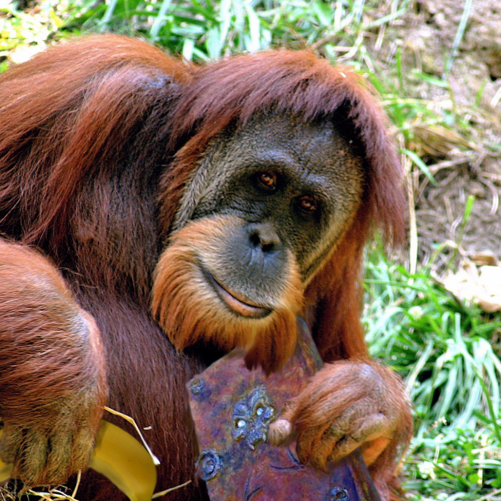 Орангутанг с книгой и бананом