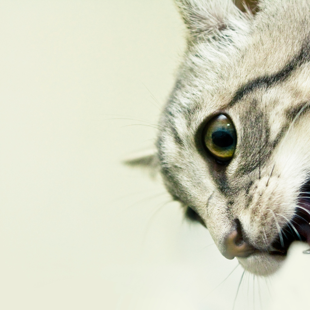 Кошачьи клыки