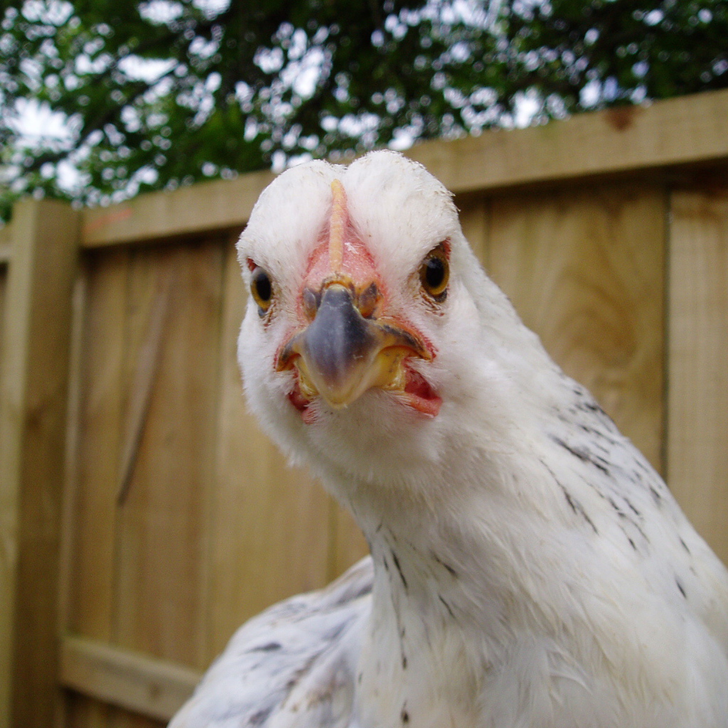 Курица крупным планом