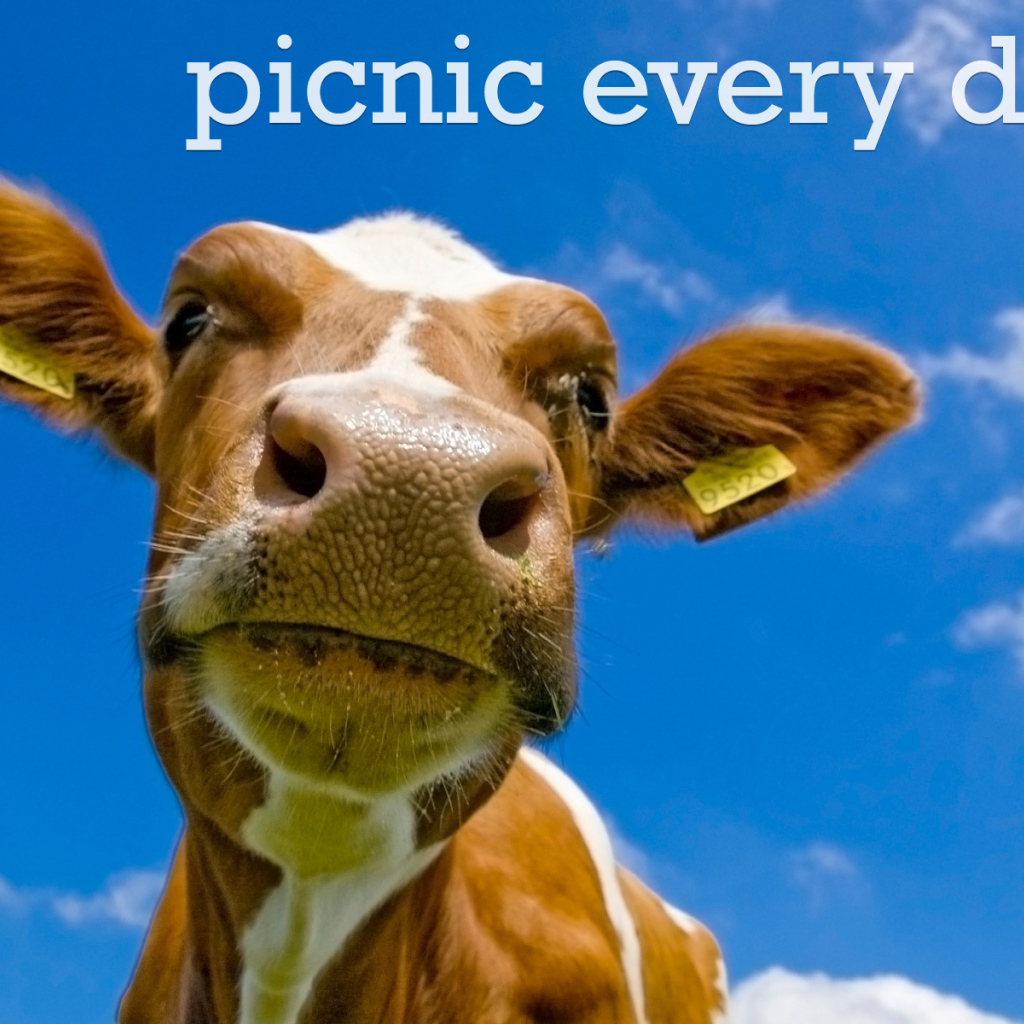 На пикнике каждый день