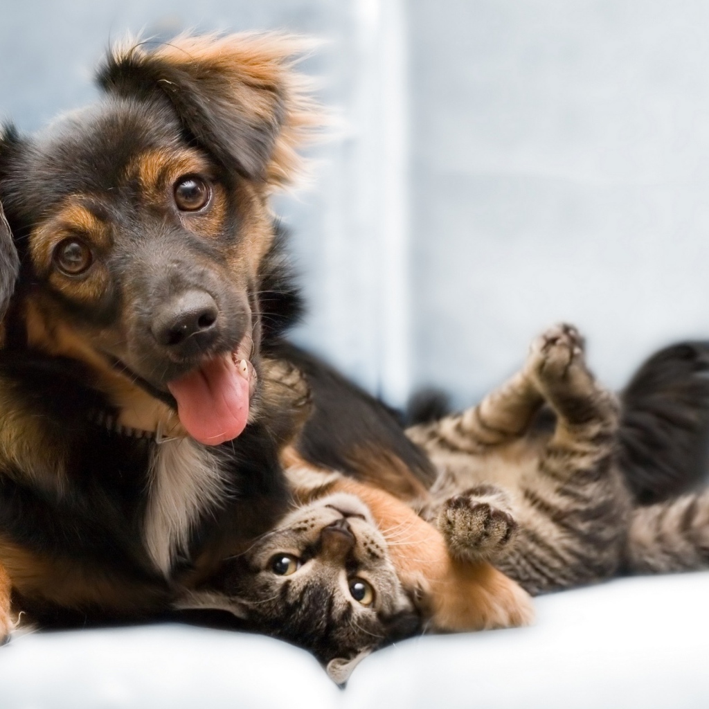 Кошка и собака хорошие друзья