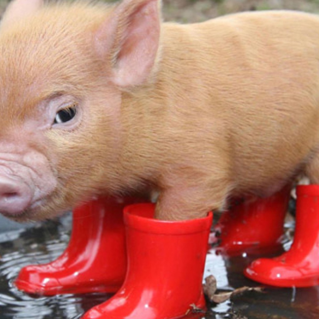 Поросенок в сапогах