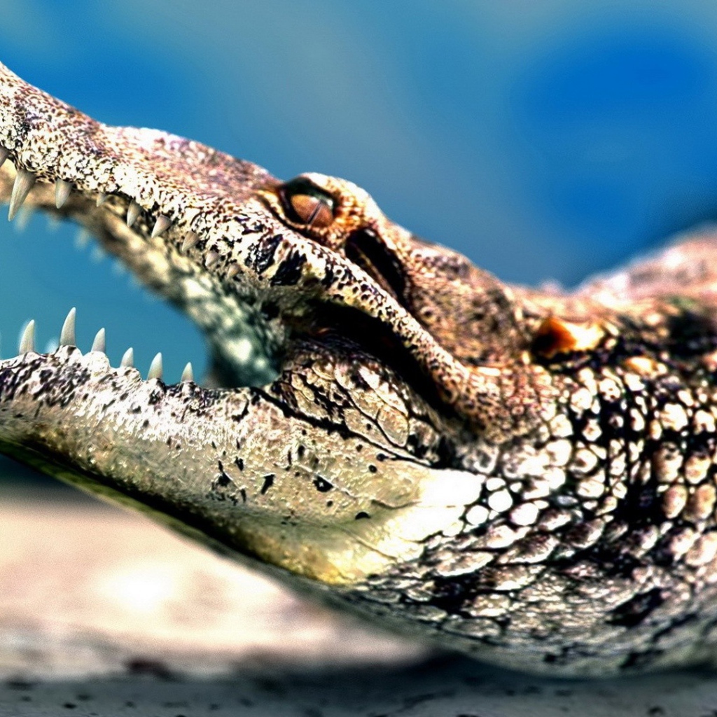 Челюсти крокодила
