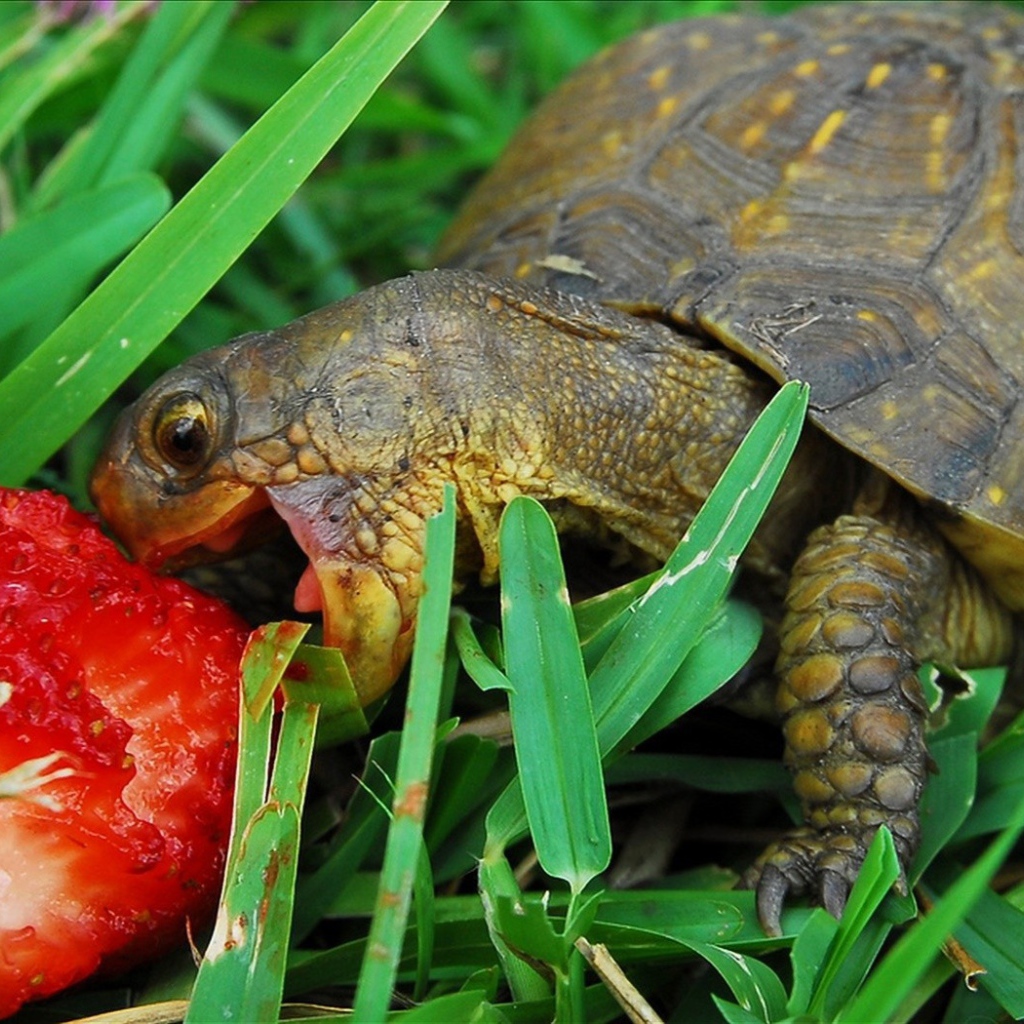 Черепаха с ягодой