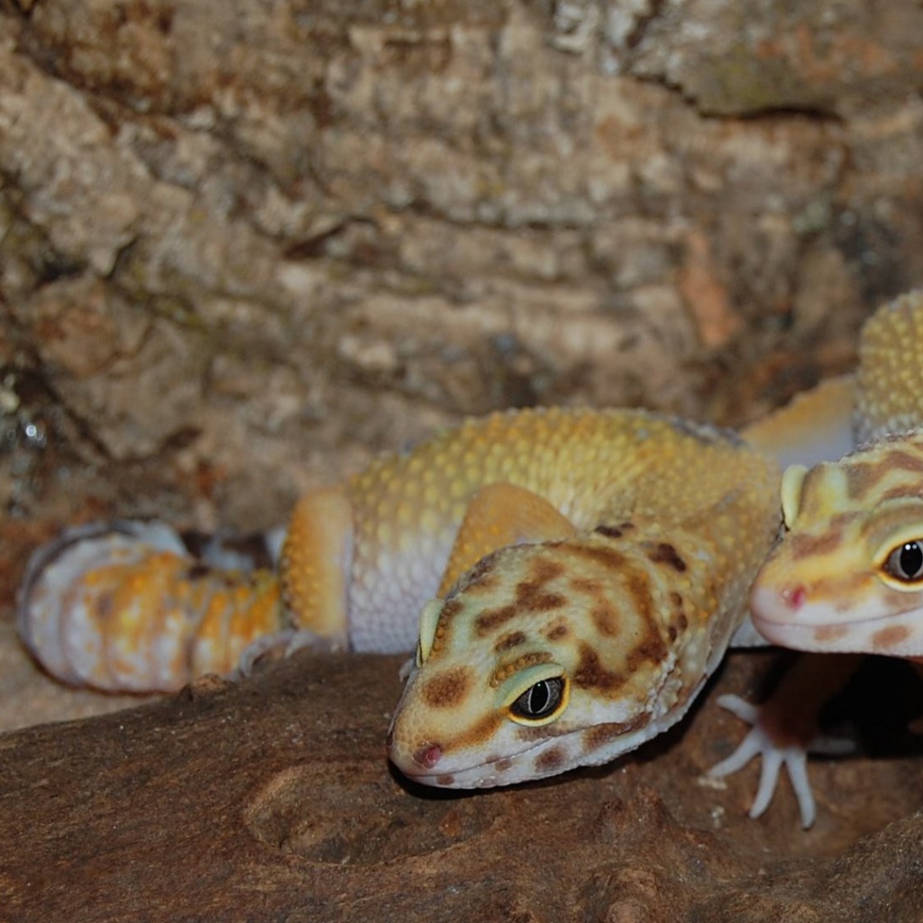 Две ящерицы