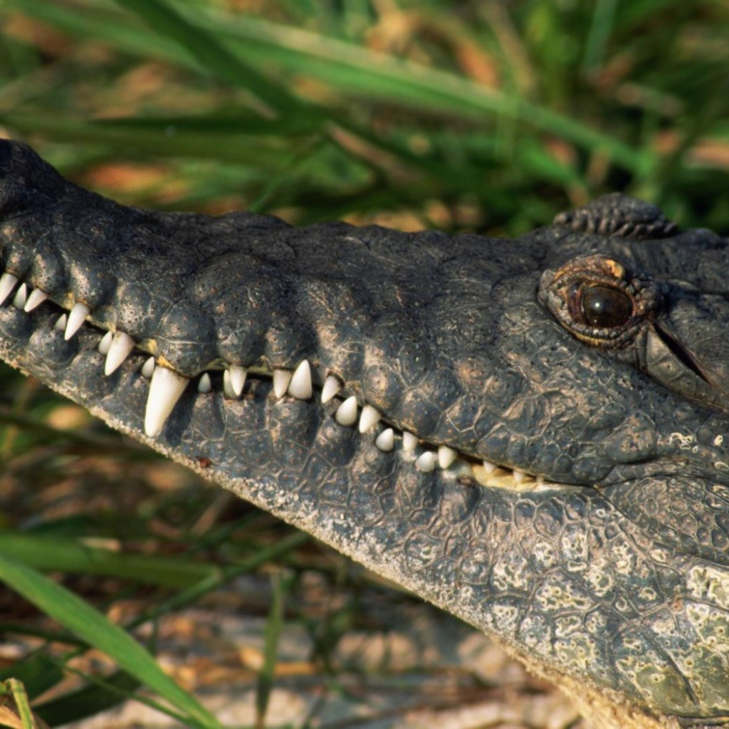 Белые зубы крокодила