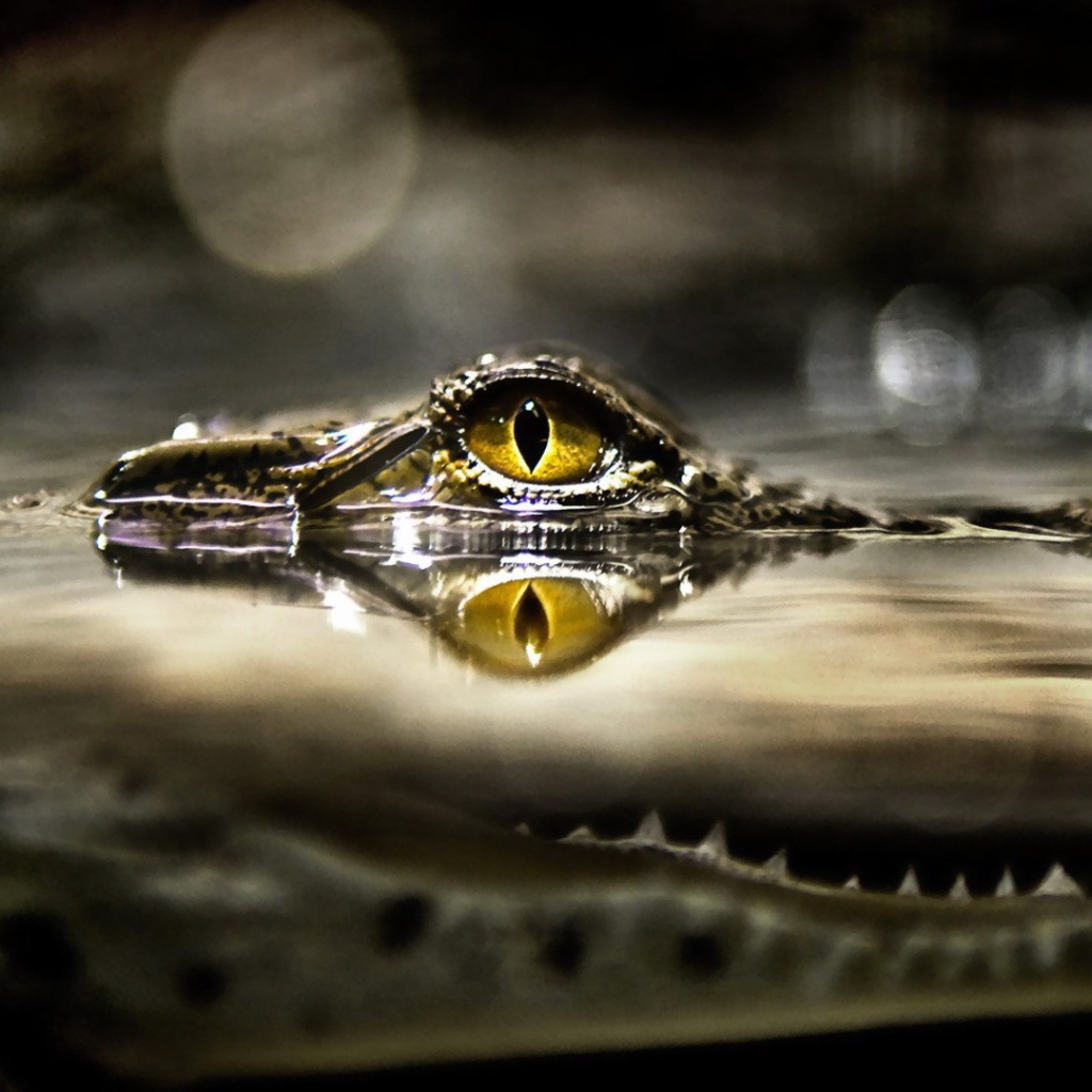 Глаз крокодила над водой
