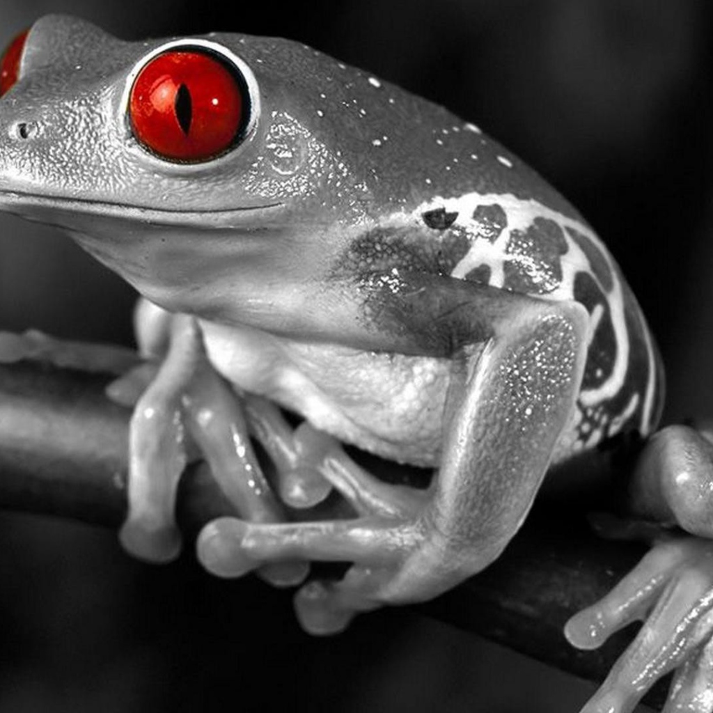 Лягушка с красными глазами