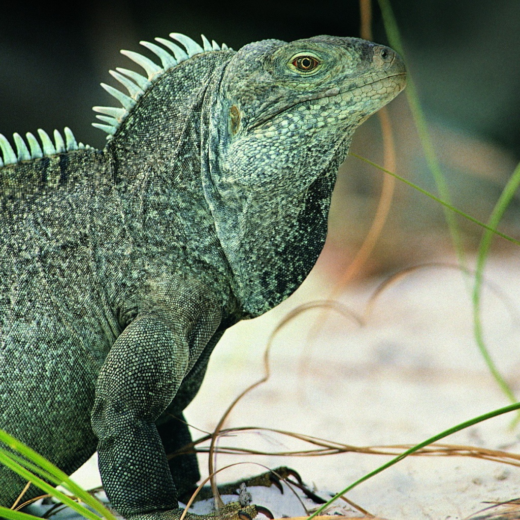 Ящерица Игуана