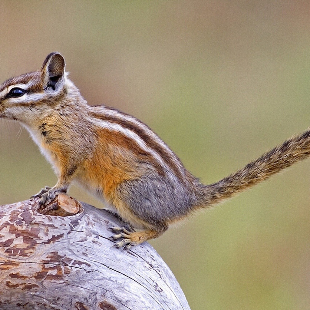 Бурундук на дереве