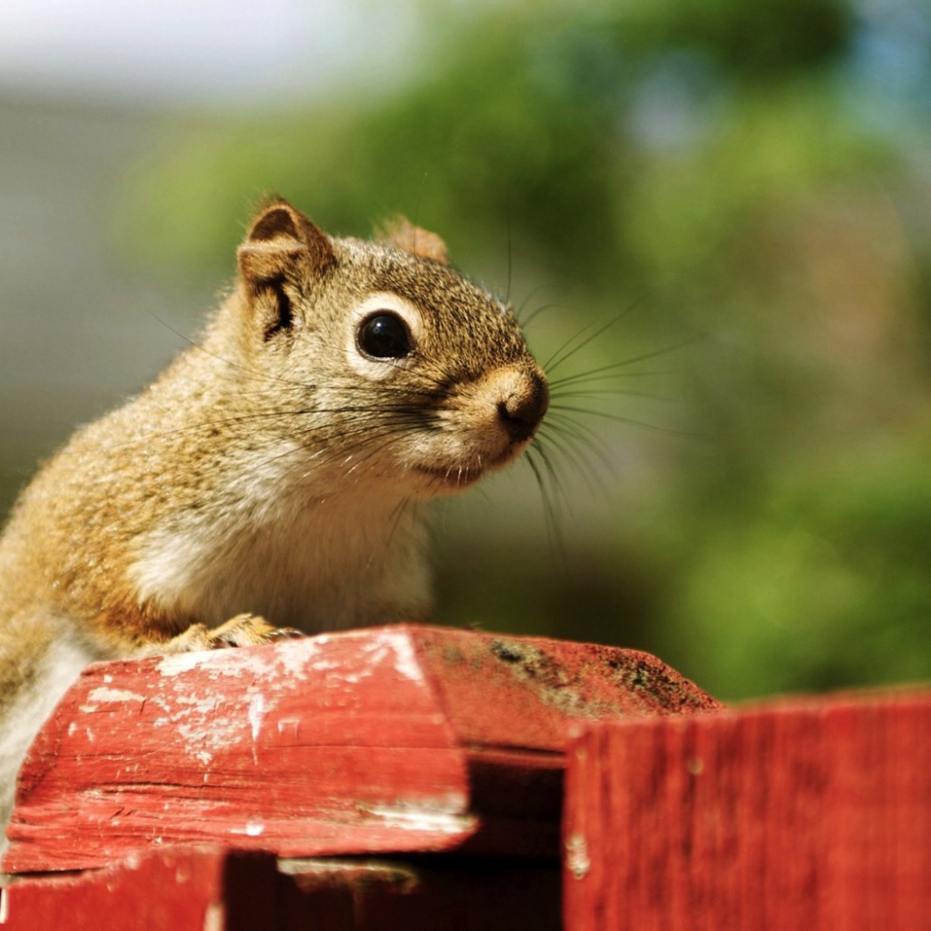 Бурундук с черными глазами