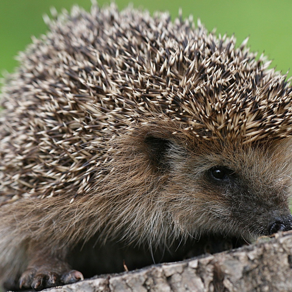 Ёжик сидит на пне