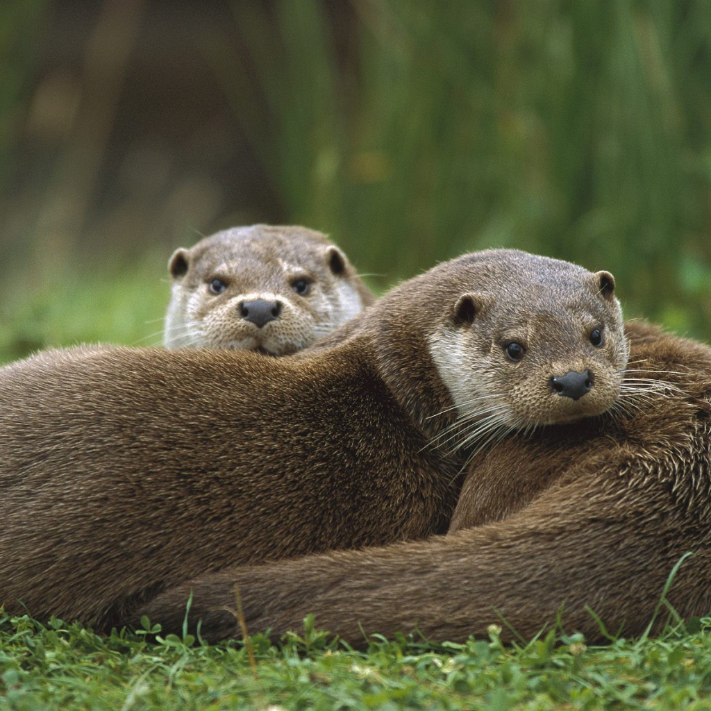 Otters rest