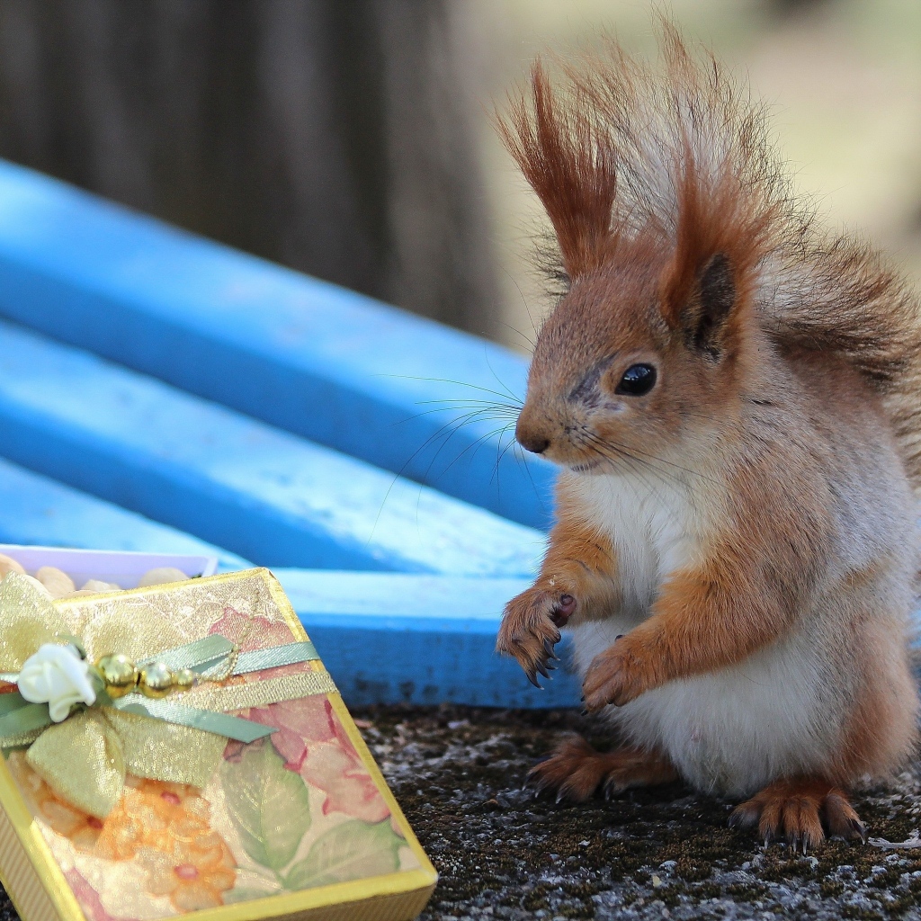 Белка у подарка с орехами