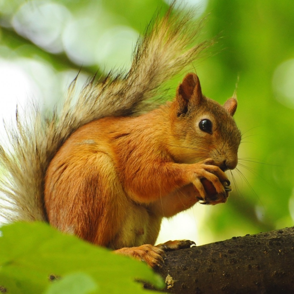 Белка грызет орех