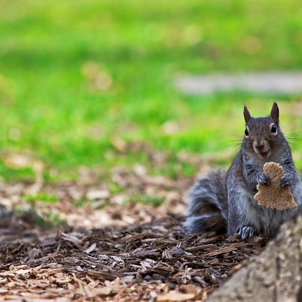 Белка ест хлеб