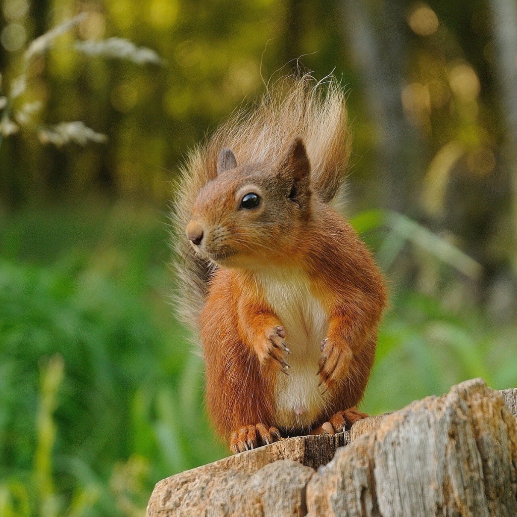 Белка сидит на пне