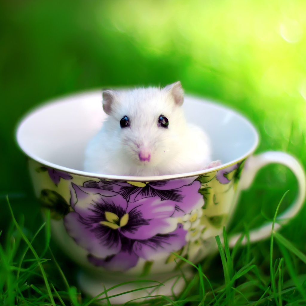 Белая мышь в чашке