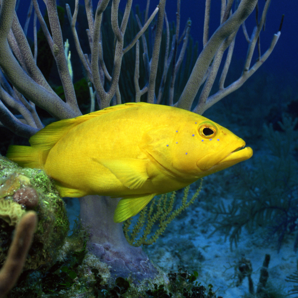 Желтая рыба