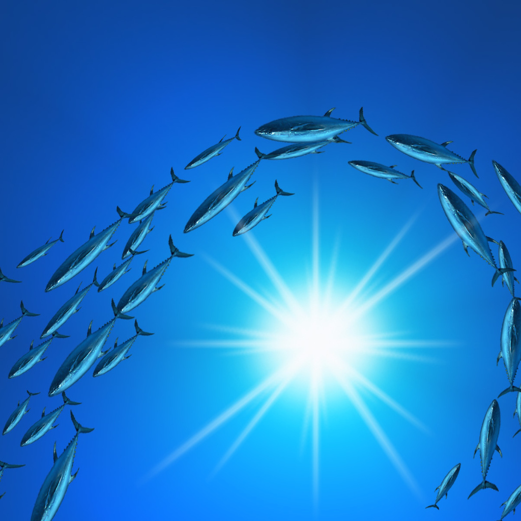 Плывет стая тунцов