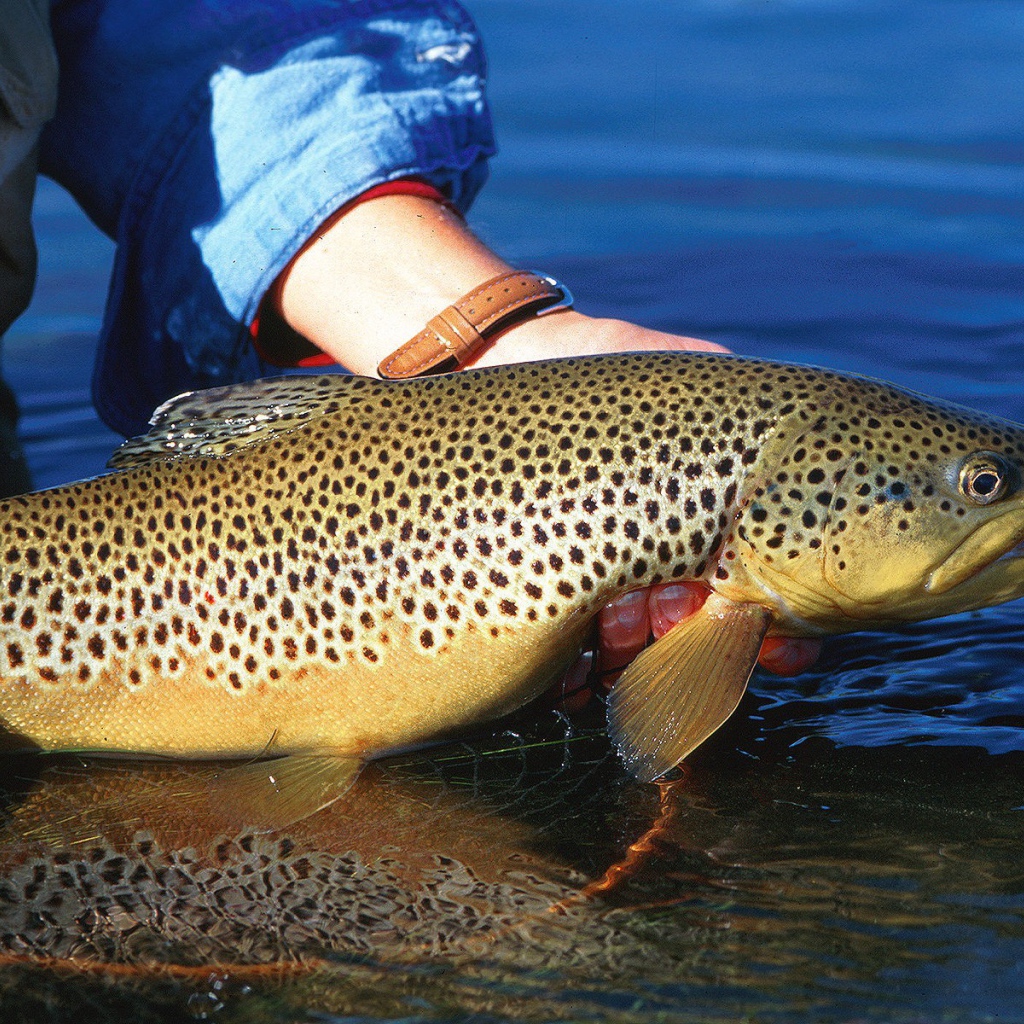 Хороший улов у рыбака