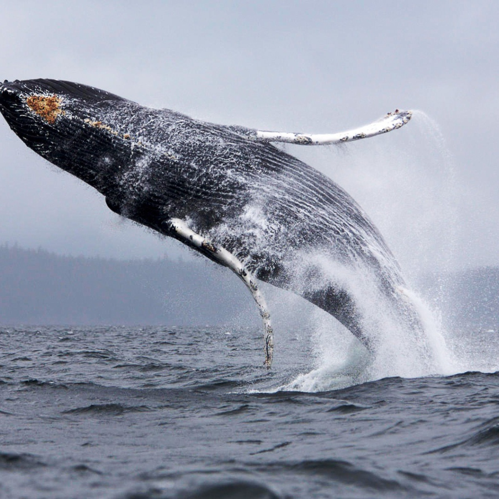 Прыжок кита