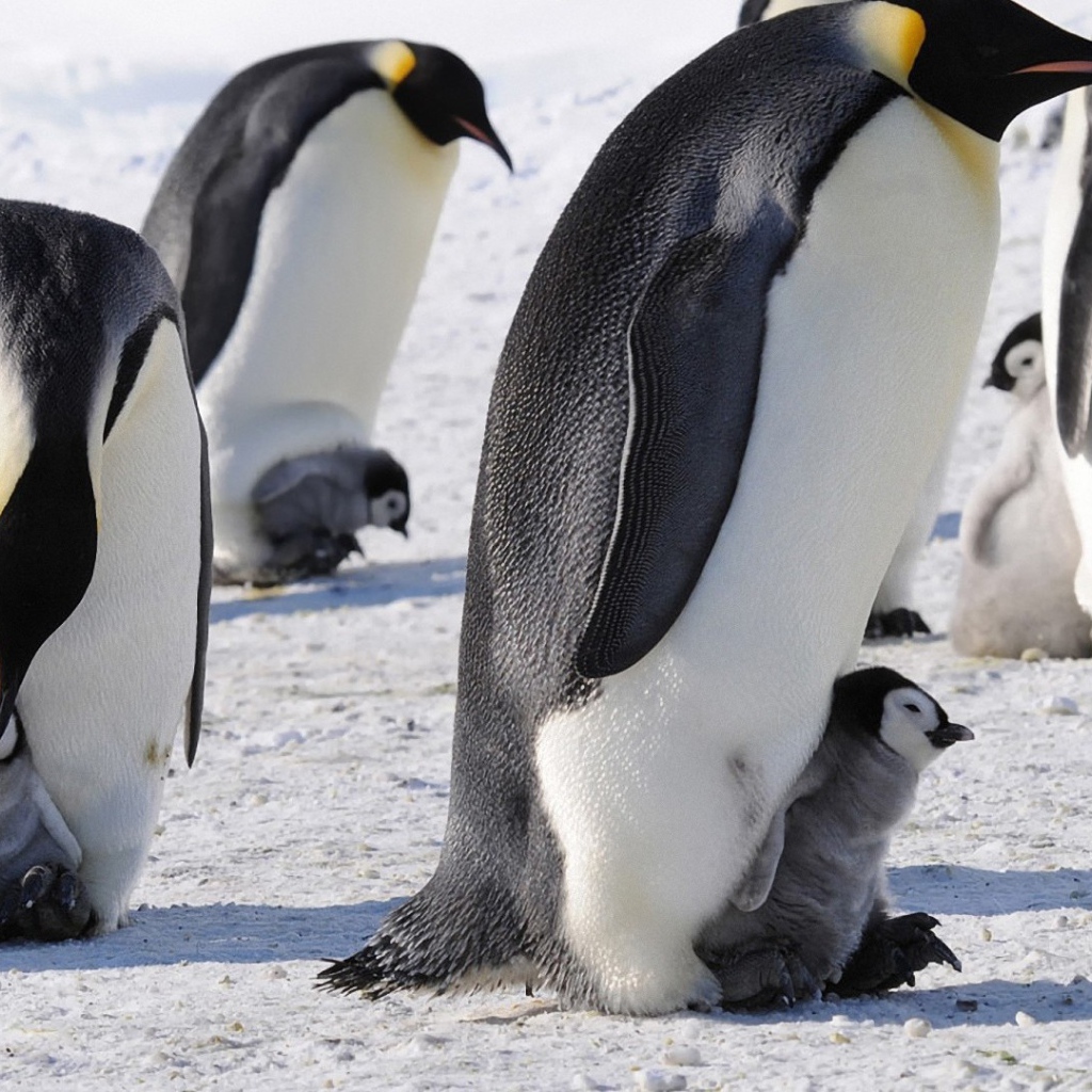 Пингвины с птенцами