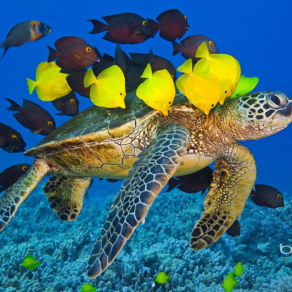 Морская черепаха с рыбами