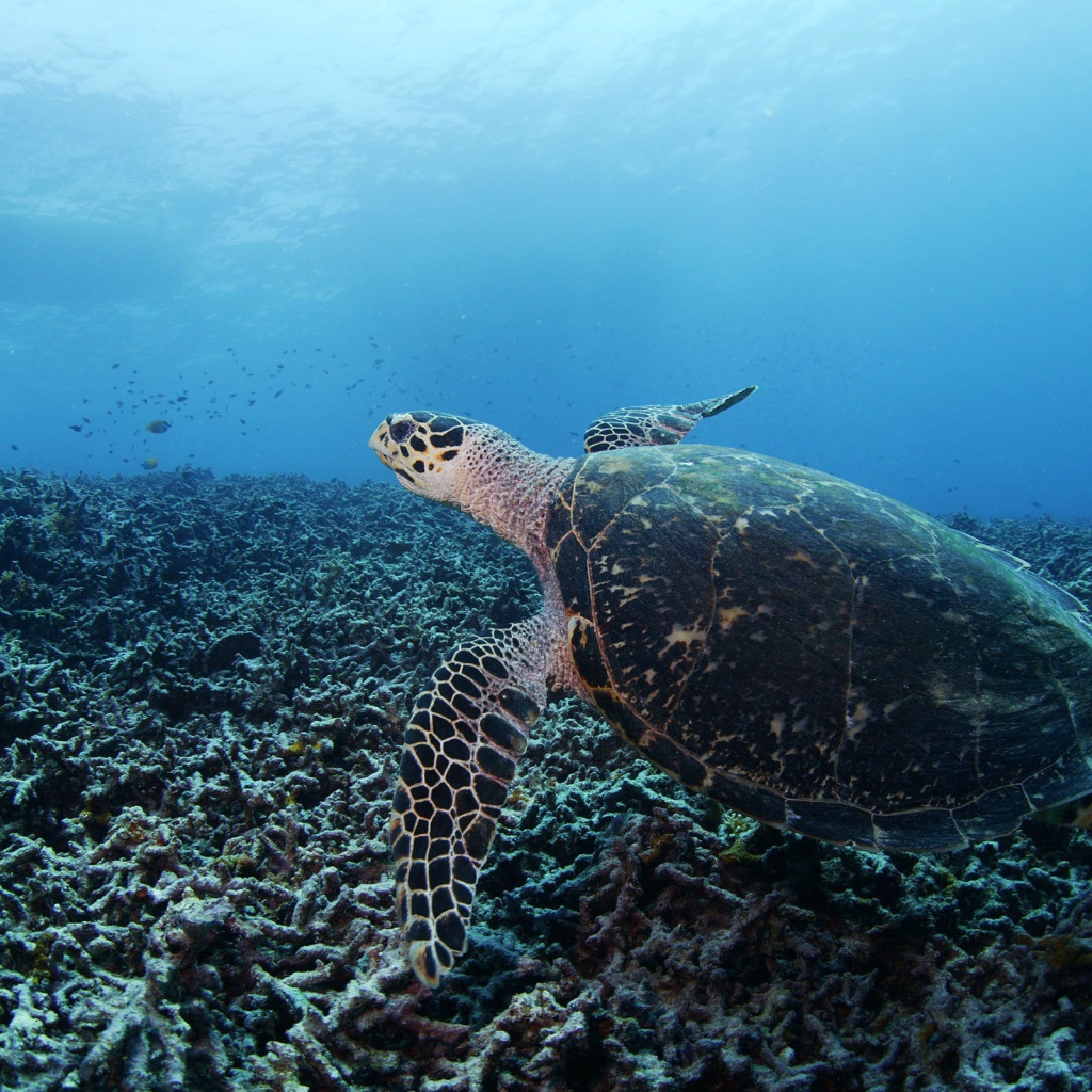 Черепаха на дне
