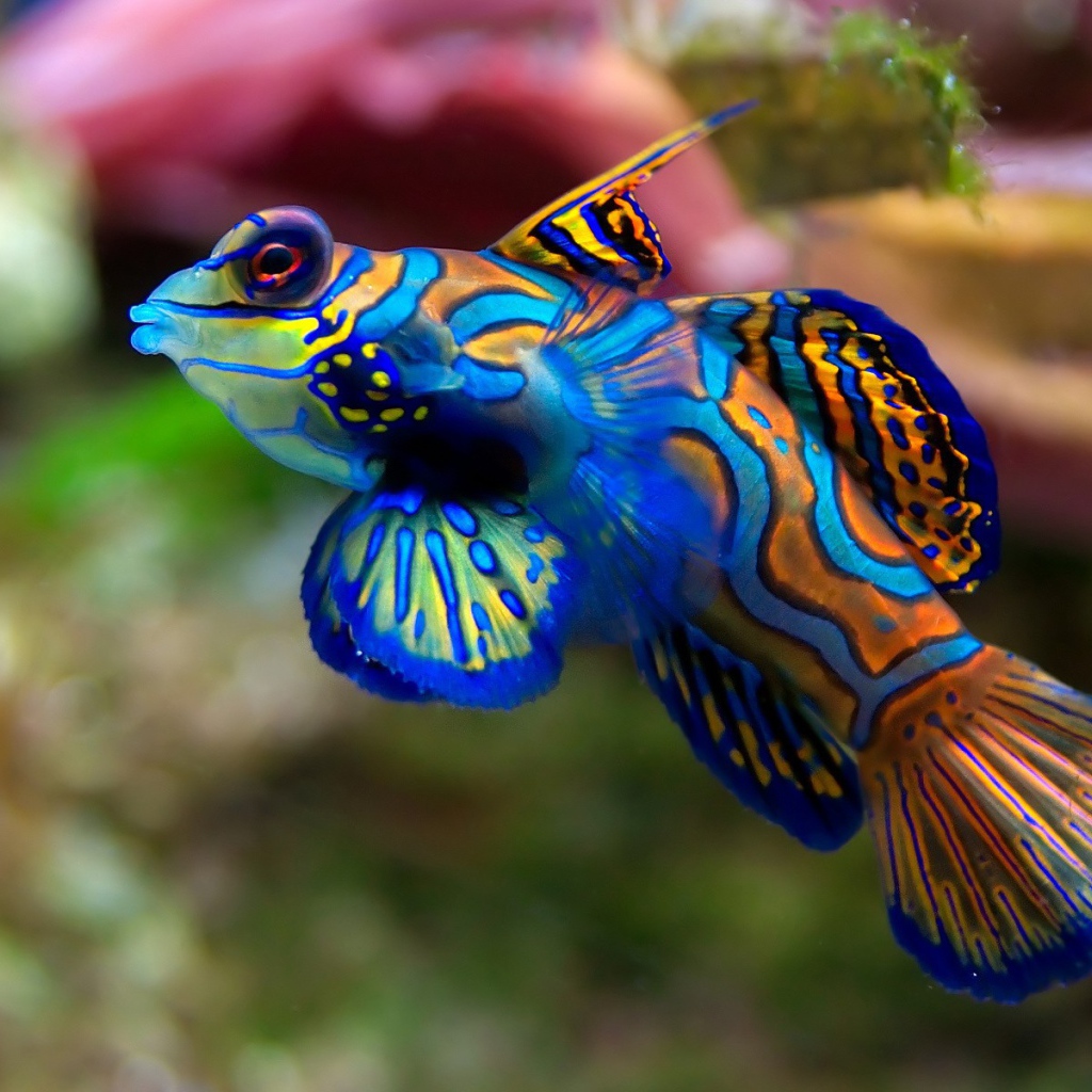 Очень цветная рыбка