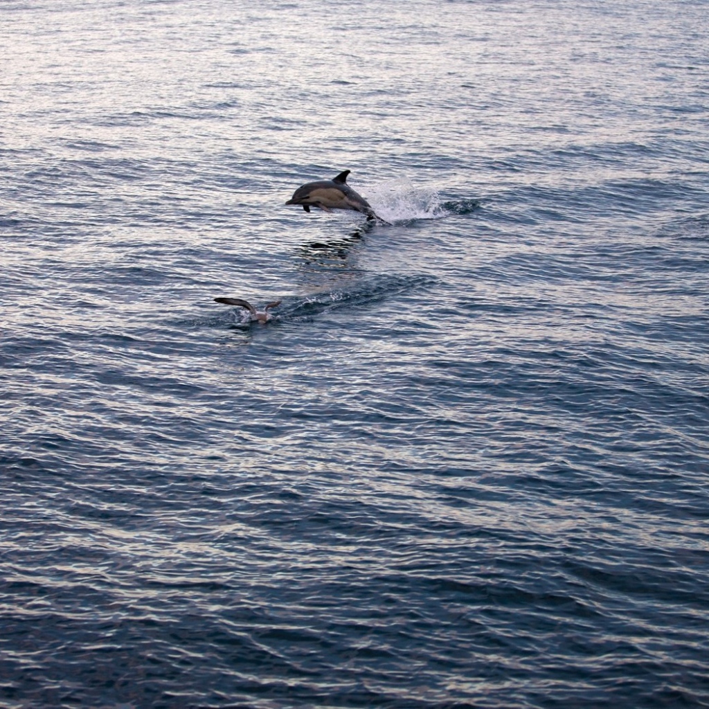 Дельфин выпрыгнул из воды