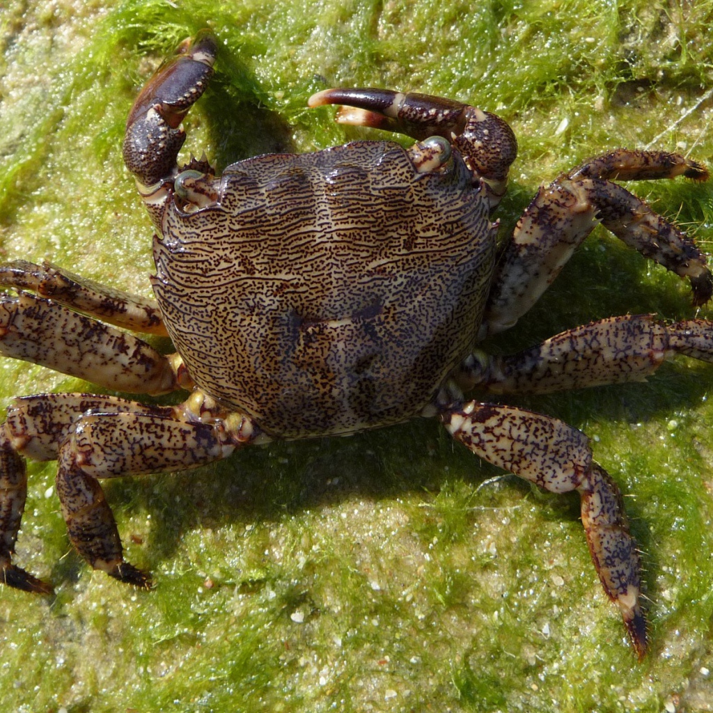 Морской краб