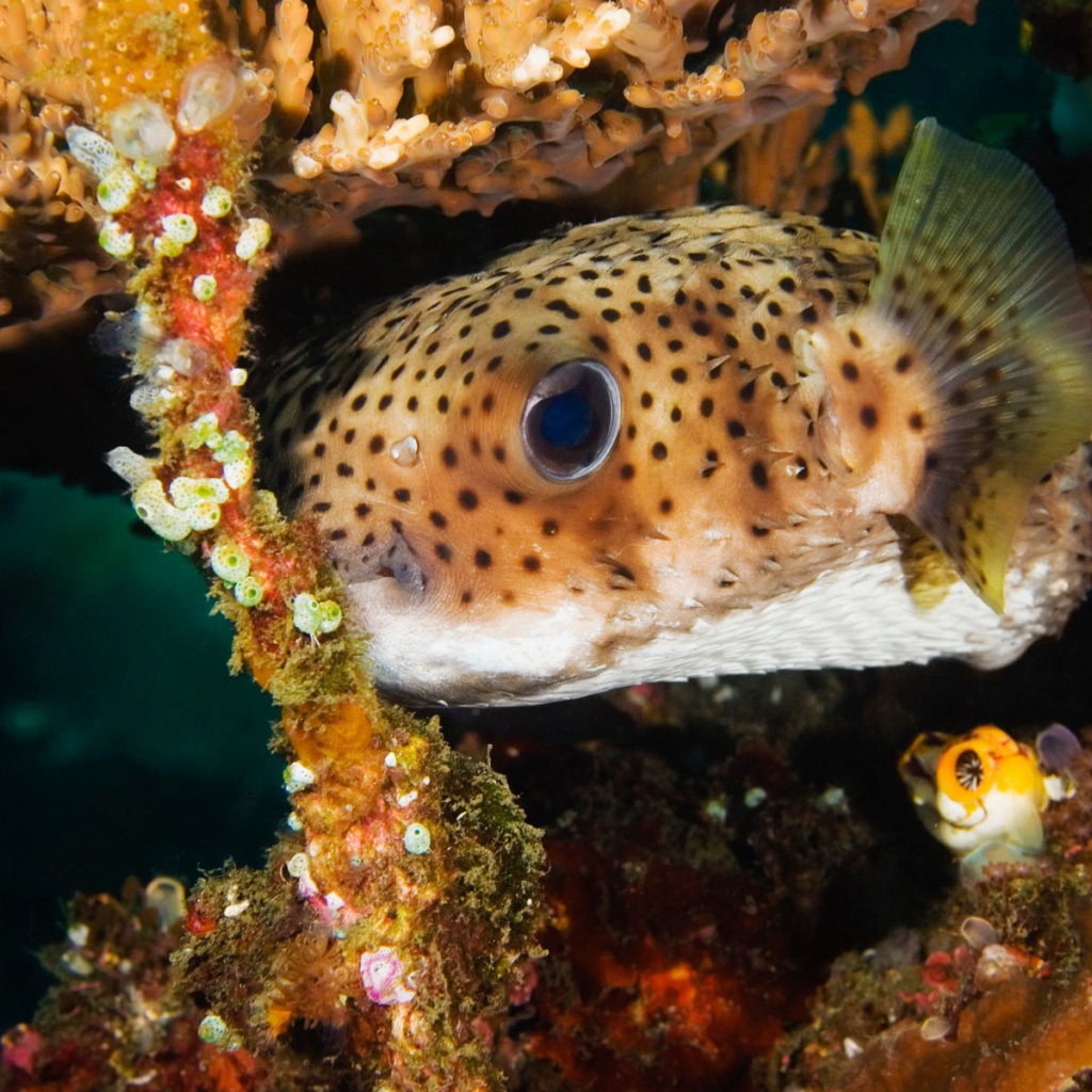 Пятнистая коралловая рыба