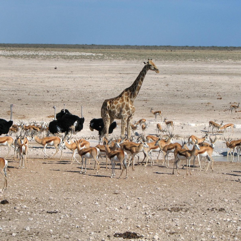 Животные Африки