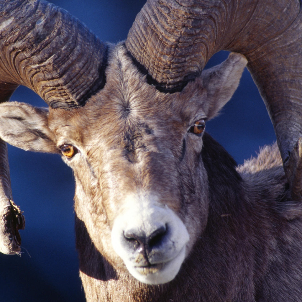 Баран со сломанным рогом