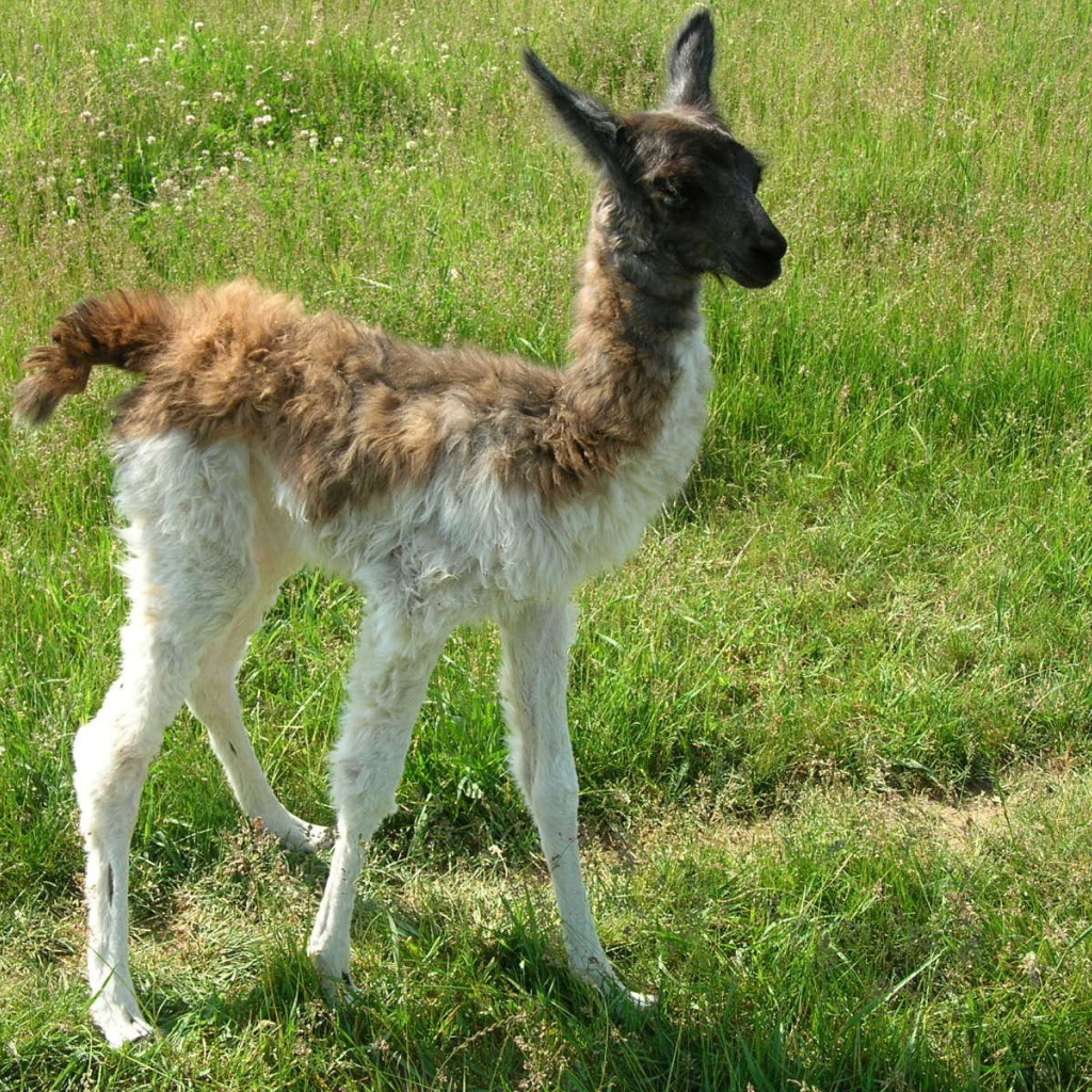 Детеныш ламы