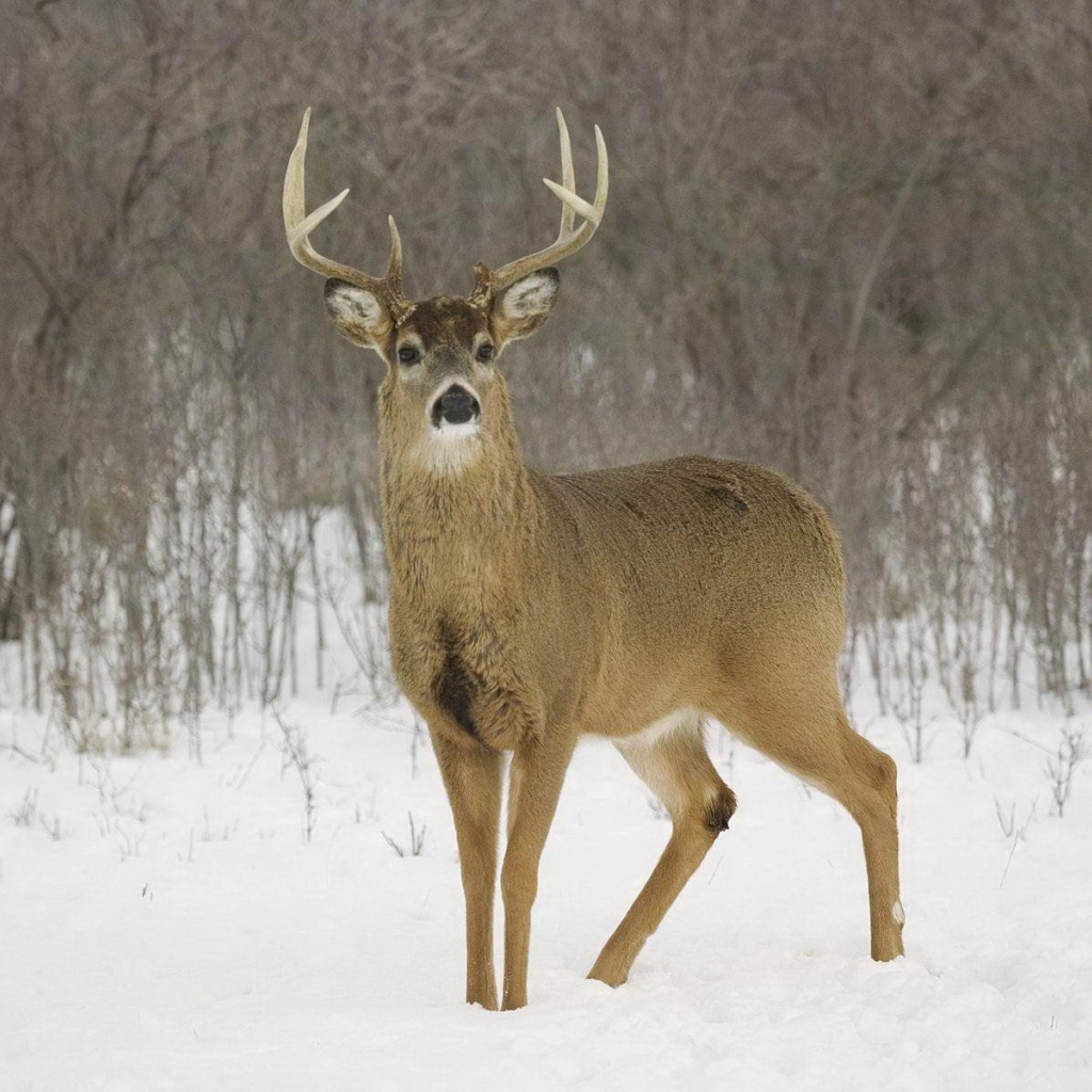 Олень на снегу
